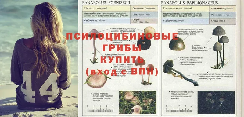 Галлюциногенные грибы Psilocybine cubensis  Светлоград 